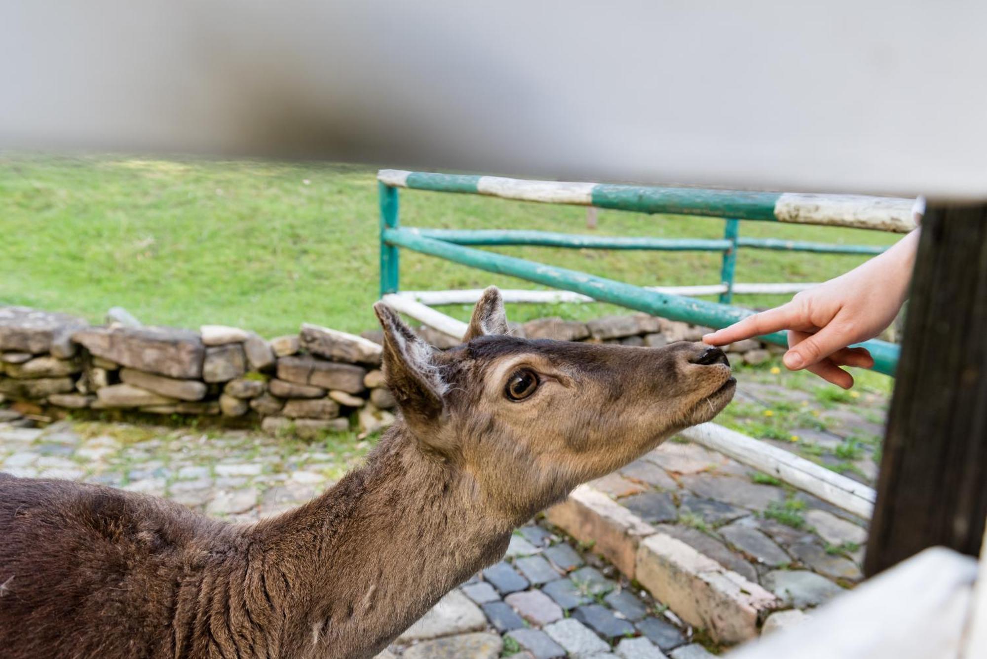 Pensiunea Casa Bunicilor Mînăstirea Humorului Bagian luar foto