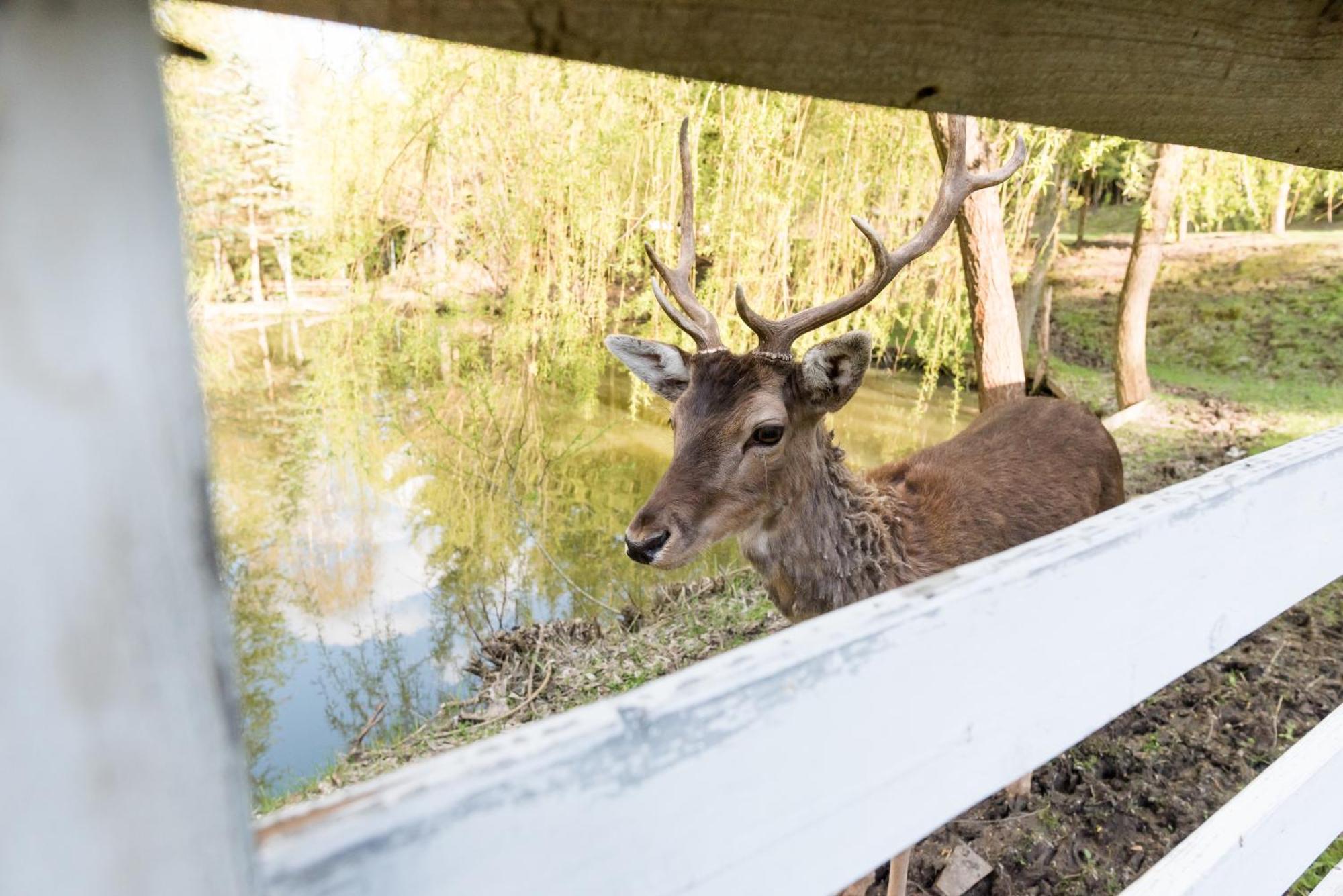 Pensiunea Casa Bunicilor Mînăstirea Humorului Bagian luar foto